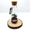 Gifts DIY Terrariums | Tall Cork Top Terrarium