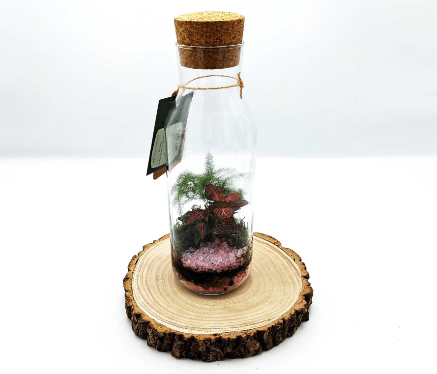 Gifts DIY Terrariums | Tall Cork Top Terrarium