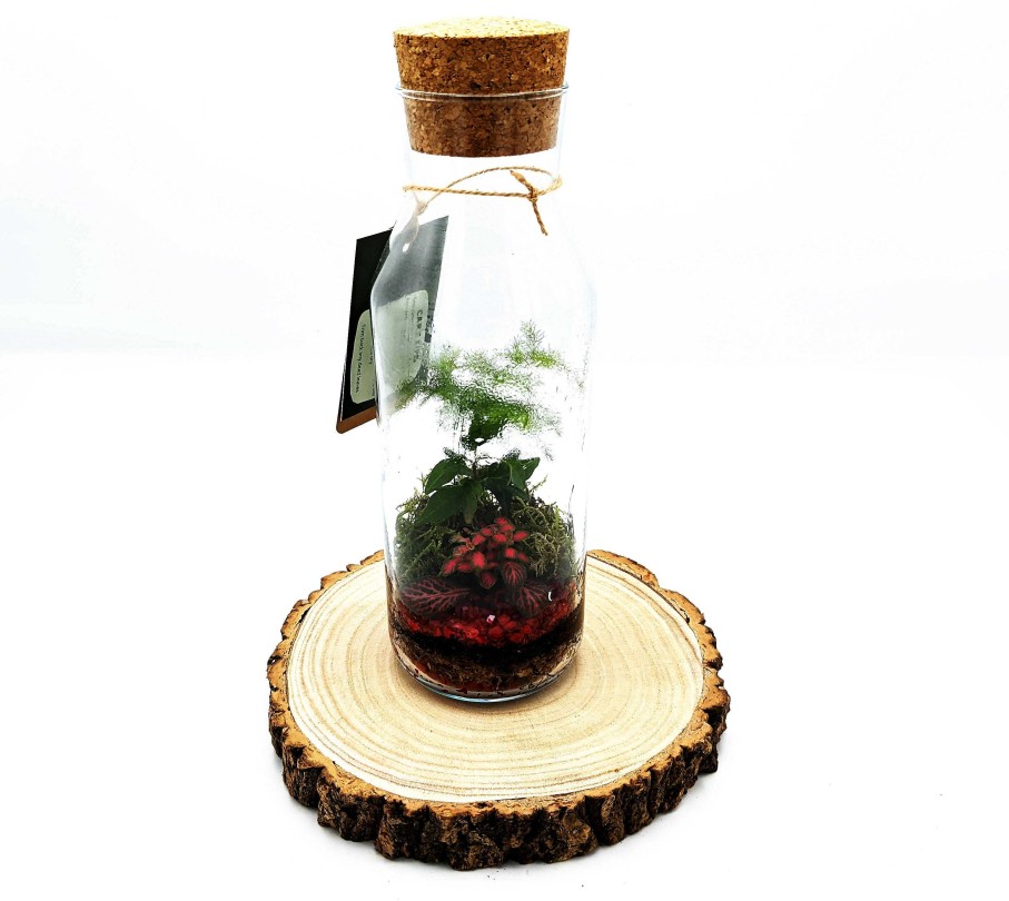 Gifts DIY Terrariums | Tall Cork Top Terrarium