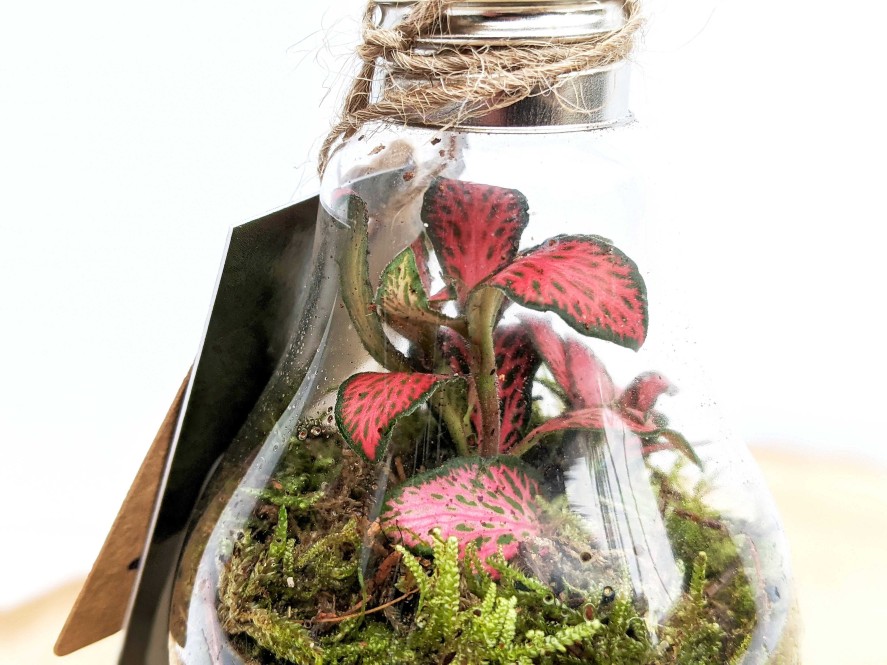 Gifts DIY Terrariums | Miniature Light Bulb Closed Terrarium