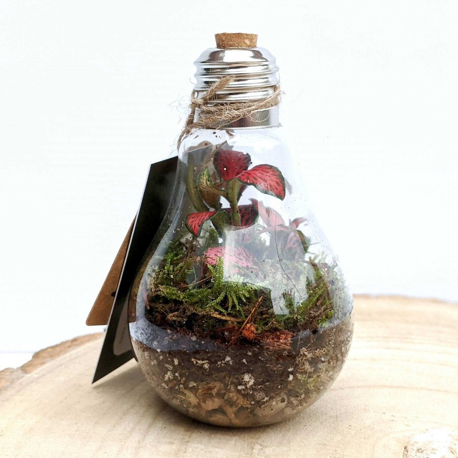 Gifts DIY Terrariums | Miniature Light Bulb Closed Terrarium