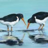 Gifts Judy Flanagan Art | Oyster Catchers Ii - Card